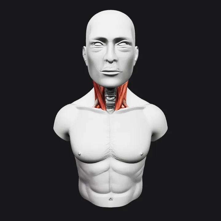 male upper body anatomy model. smooth edges, complex geometry, character, symmetric geometry.