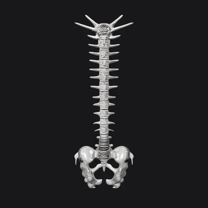 Human spine and pelvis anatomy model. complex geometry, symmetric geometry.