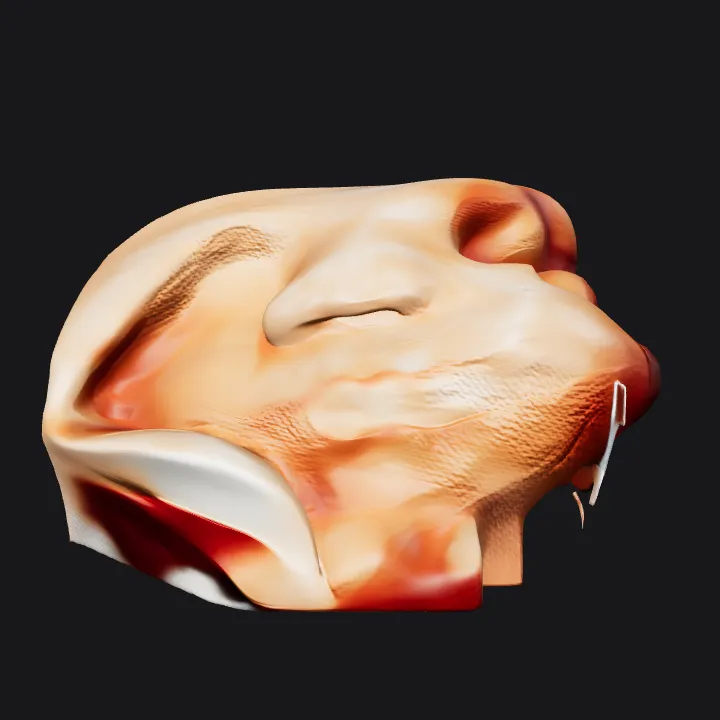 adult human ear. smooth edges, complex geometry.