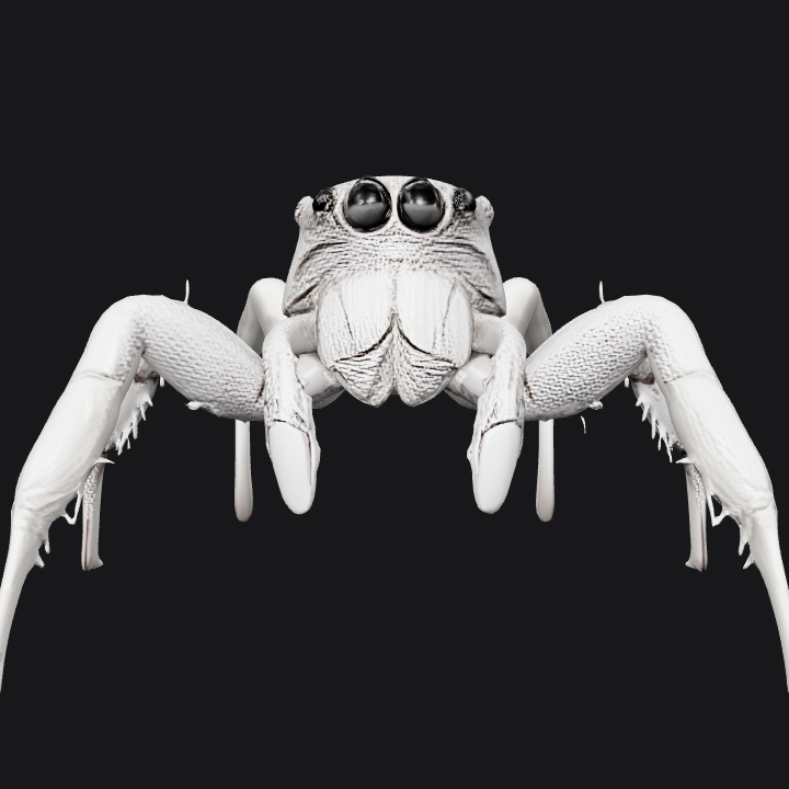 White jumping spider on neutral background. sharp edges, complex geometry, symmetric geometry.